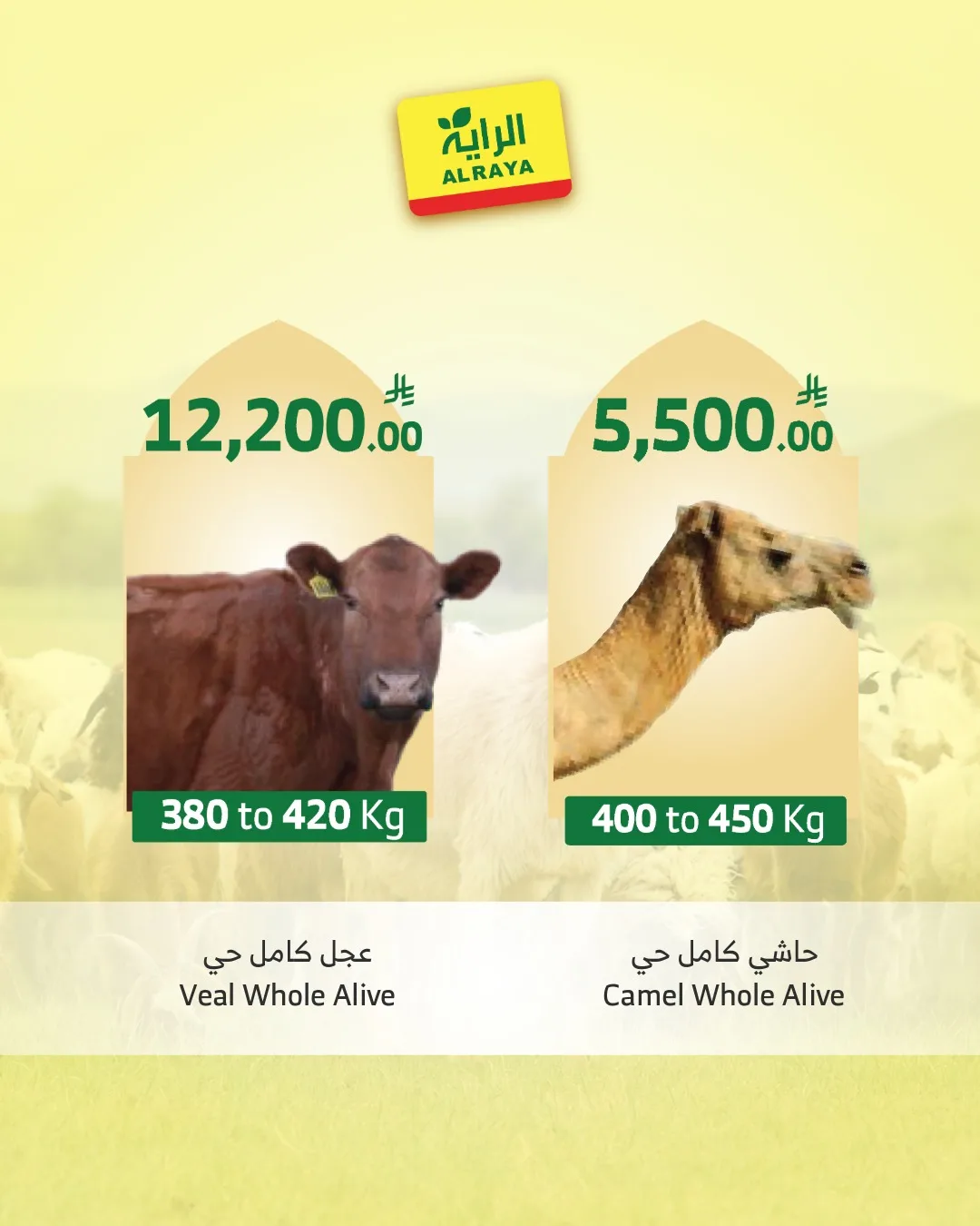 700272425 1279644874293747 1529361062557357563 n وفر الآن مع عروض أضحية العيد 2026 في السعودية | اقل الاسعار